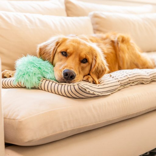 West Paw Rowdies plüss kutyajáték Ivar Citrus