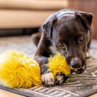 West Paw Rowdies plüss kutyajáték Leif Citrus