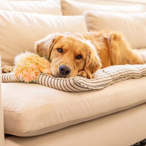 West Paw Rowdies plüss kutyajáték Magnus Seafoam