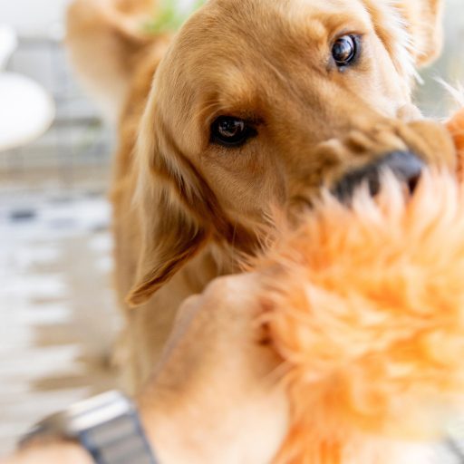 West Paw Rowdies plüss kutyajáték Magnus Seafoam