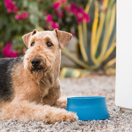 West Paw Etetőtál Marine 1000ml