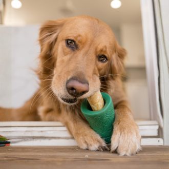   West Paw Funnl jutalomfalattal tölthető kutyajáték L Kelp