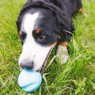 West Paw Jive® XS Aqua