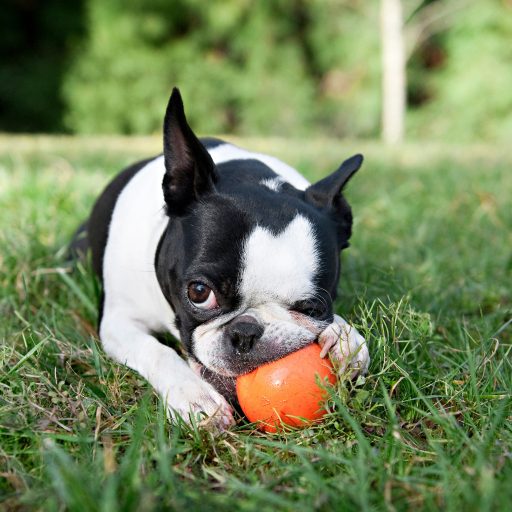 West Paw Jive® S Tangerine