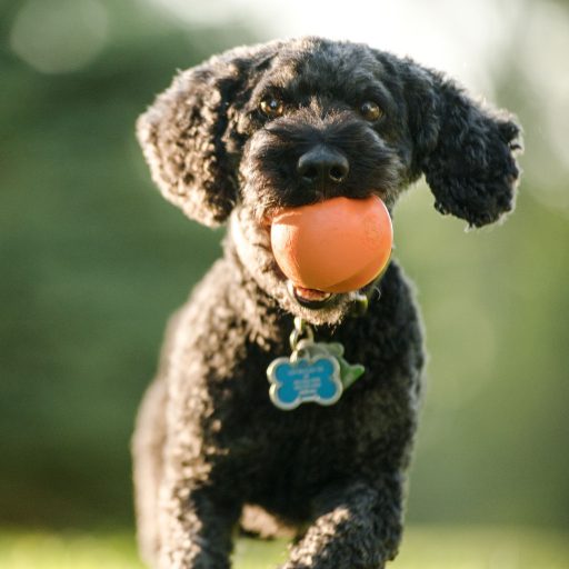 West Paw Jive® L Tangerine
