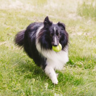 West Paw Jive® XS Granny Smith