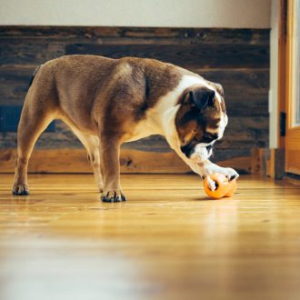 West Paw Qwizl® S Tangerine