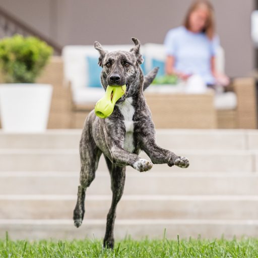 West Paw Qwizl® L Granny Smith