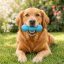 West Paw Rumpus M Aqua
