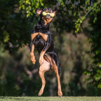 West Paw Rumpus S Granny Smith