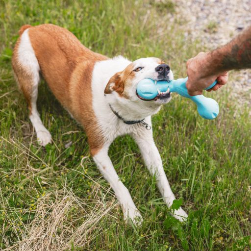 West Paw Skamp® L Aqua Blue