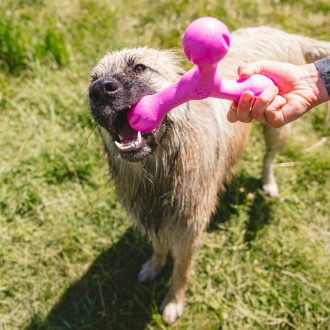 West Paw Skamp® L Hot Pink