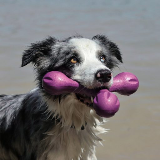 West Paw Skamp® L Hot Pink