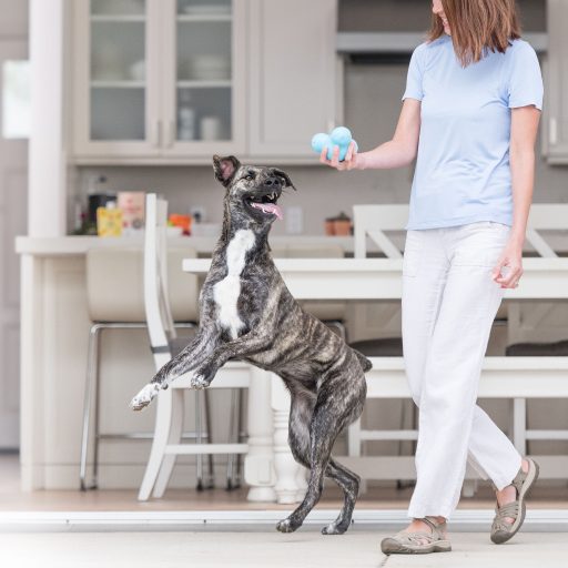 West Paw Tux® S Aqua