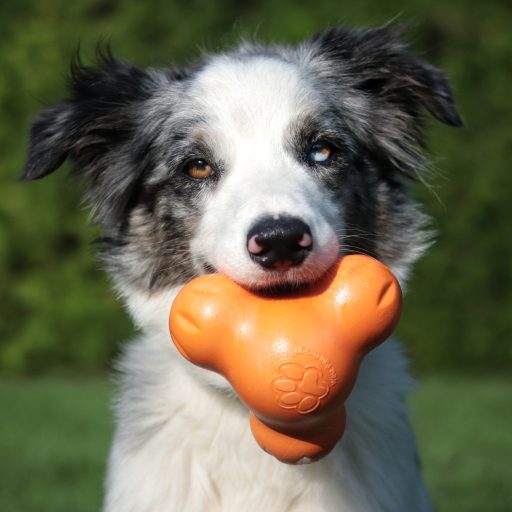 West Paw Tux® L Tangerine
