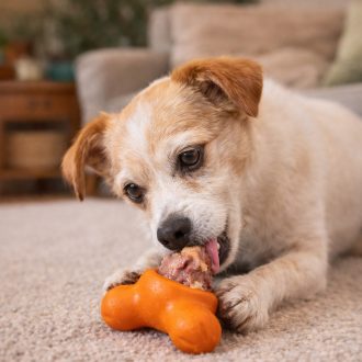 West Paw Tux® S Tangerine