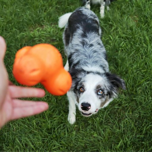 West Paw Tux® S Tangerine