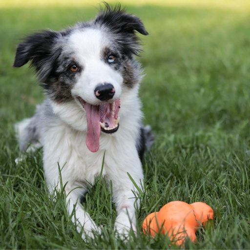 West Paw Tux® S Tangerine