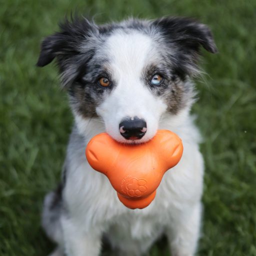 West Paw Tux® S Tangerine