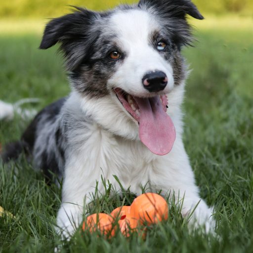 West Paw Tux® S Tangerine