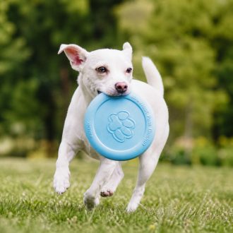 West Paw Zisc® L Aqua Blue