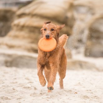 West Paw Zisc® S Tangerine