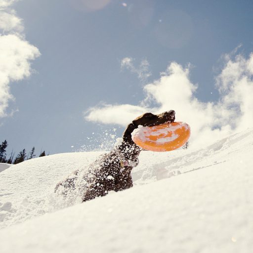 West Paw Zisc® S Tangerine