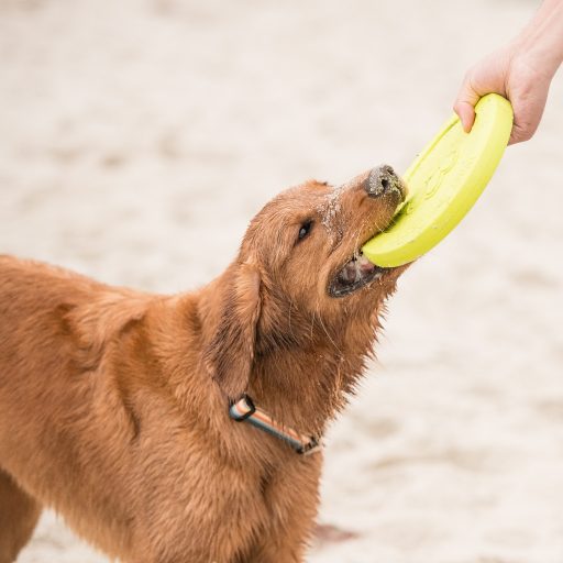 West Paw Zisc® S Granny Smith