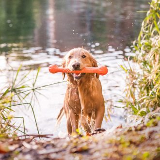 West Paw Zwig kutyajáték L Melon