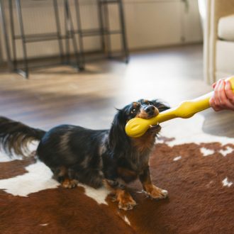 West Paw Zwig kutyajáték L Dandelion Yellow