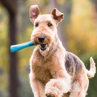 West Paw Seaflex Drifty kutyajáték S Surf 