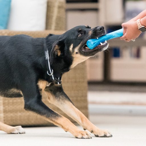 West Paw Seaflex Drifty kutyajáték S Surf 