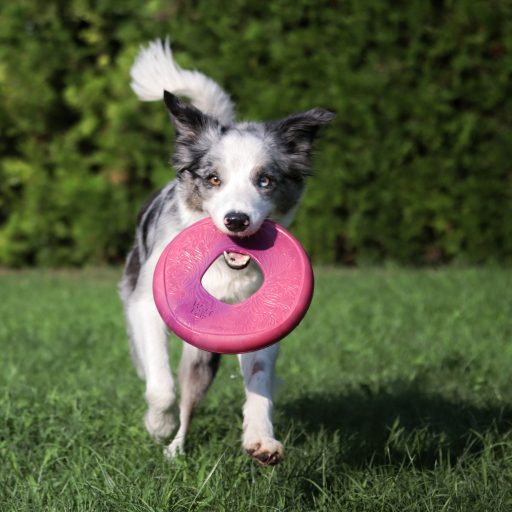 West Paw Seaflex Sailz frizbi kutyajáték L Hibiscus