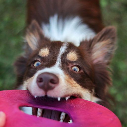 West Paw Seaflex Sailz frizbi kutyajáték L Hibiscus