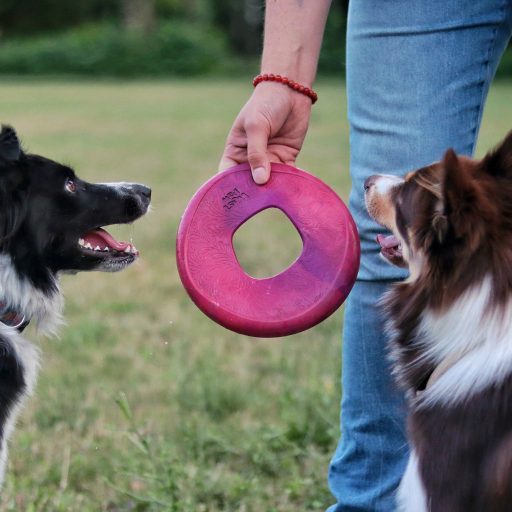 West Paw Seaflex Sailz frizbi kutyajáték L Hibiscus