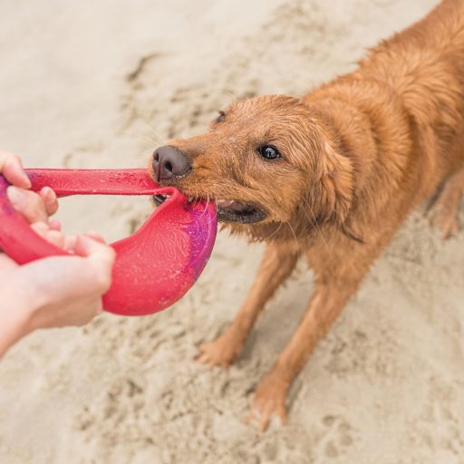 West Paw Seaflex Sailz frizbi kutyajáték L Hibiscus