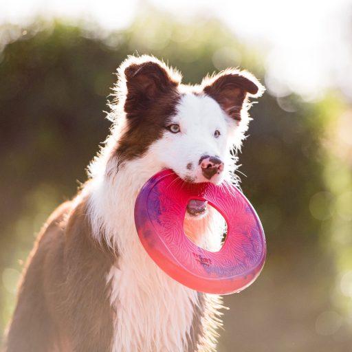 West Paw Seaflex Sailz frizbi kutyajáték L Hibiscus