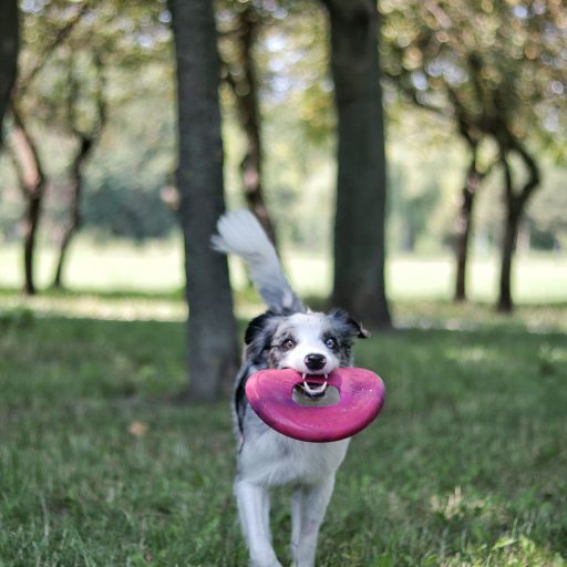 West Paw Seaflex Sailz frizbi kutyajáték L Hibiscus