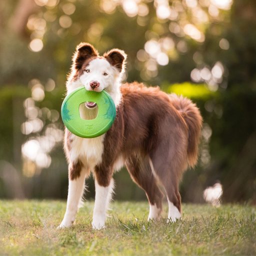 West Paw Seaflex Sailz frizbi kutyajáték L Emerald