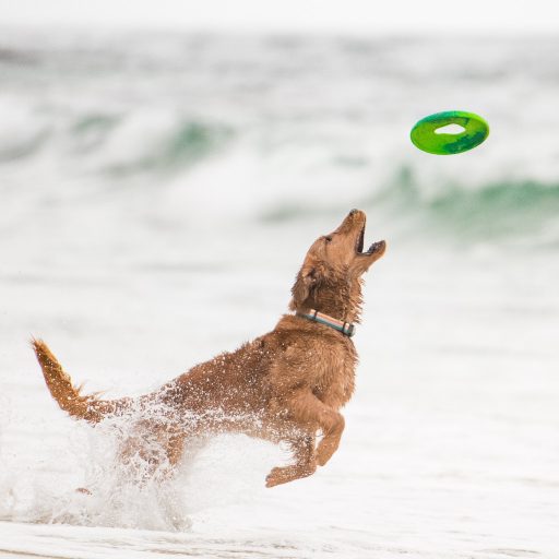 West Paw Seaflex Sailz frizbi kutyajáték L Emerald