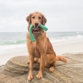 West Paw Seaflex Snorkl™ L Emerald